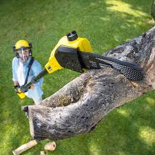 Trusted Avondale, PA  Tree Services Experts